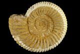 1 1/2" Perisphinctes Ammonite Fossils - Madagascar - Photo 3